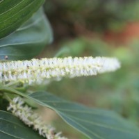 Acacia mangium Willd.